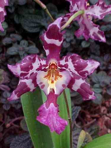 Wilsonara Gros Hehlen 'Tannholz'